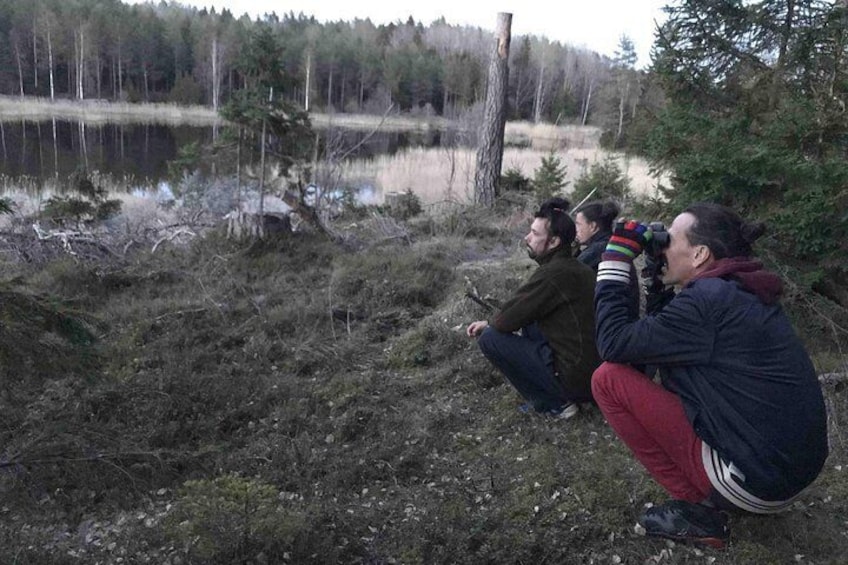 Wildlife Safari Small-Group in Stockholm