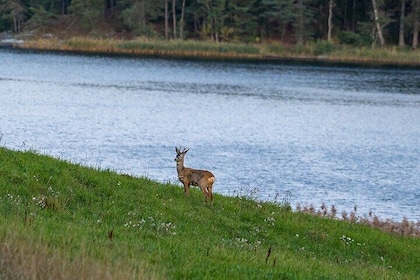 Wildlife Safari Small-Group in Stockholm