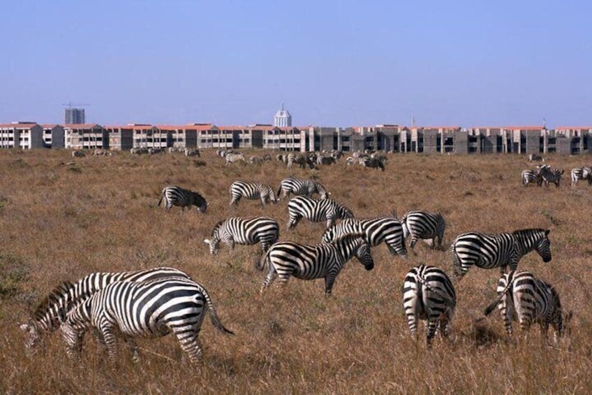 Zebras grazing