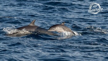 Dolphin Watching In Puerto Escondido