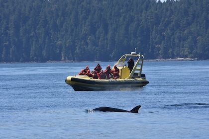 Zodiac Whale Watching from Telegraph Cove