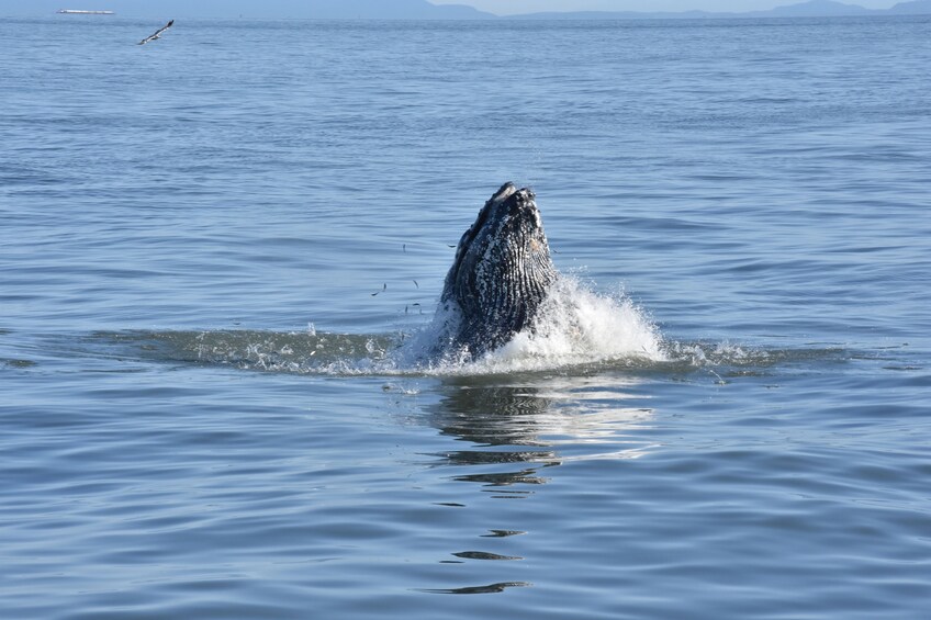 Zodiac Whale Watching from Telegraph Cove