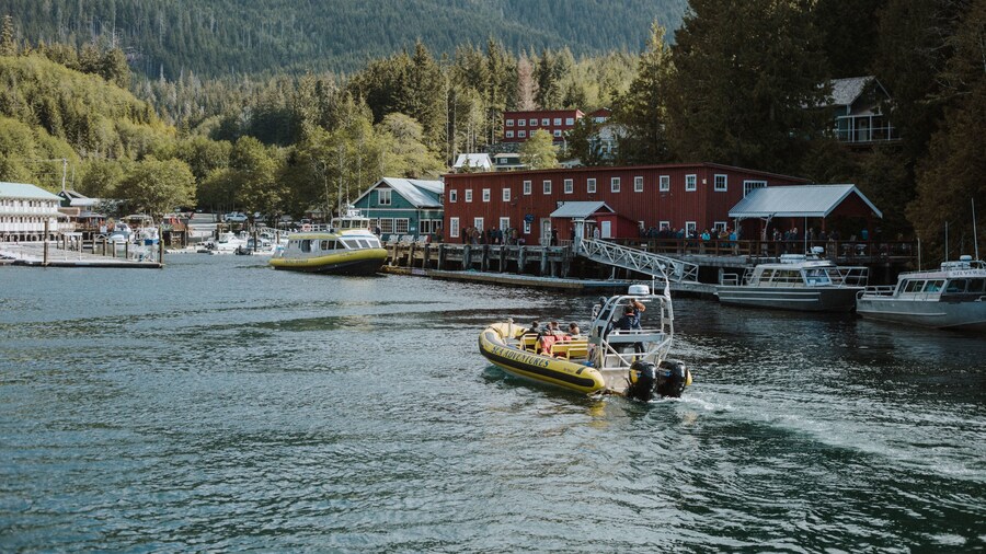 Zodiac Whale Watching from Telegraph Cove
