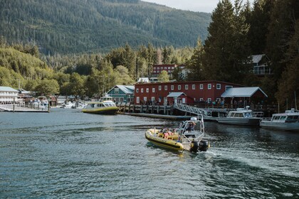 Zodiac Whale Watching from Telegraph Cove