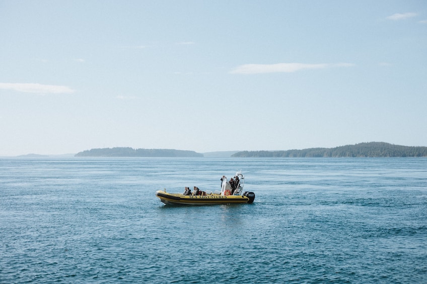 Zodiac Whale Watching from Telegraph Cove