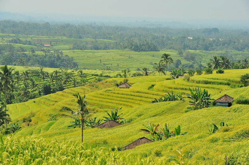 Bali Swing, Tegalalang Rice Terrace and Ubud Center