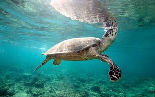 Kayak & Snorkel with Sea Turtles at Caneel Bay, St. John