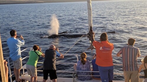 Pau Hana With the Whales Sunset Cruise from A'bay