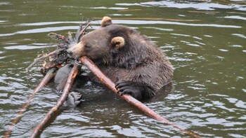 Sitka Bears, Raptor Center, and Totem Park Tour