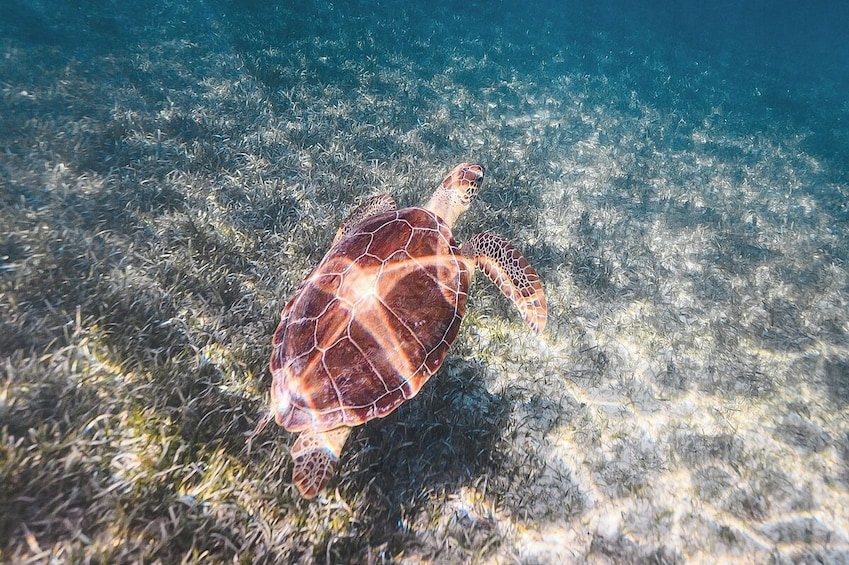 Swimming Turtles and Exotic Fish Snorkeling Tour