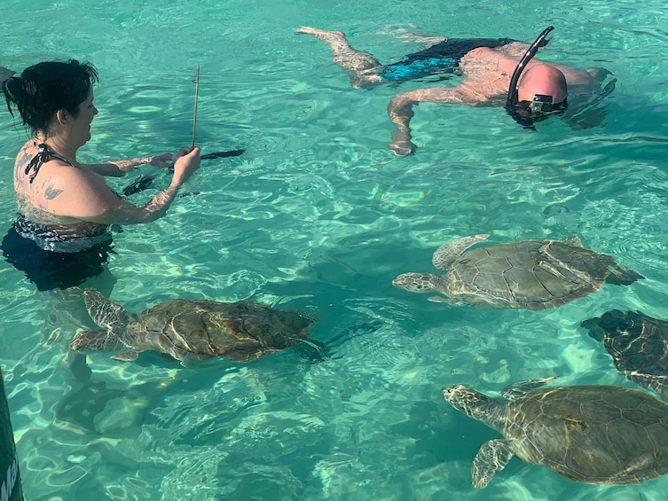 Swimming Turtles and Exotic Fish Snorkeling Tour