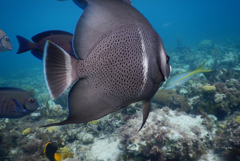 Swimming Turtles and Exotic Fish Snorkeling Tour