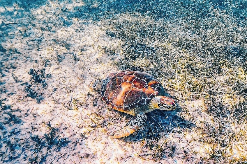 Swimming Turtles and Exotic Fish Snorkeling Tour