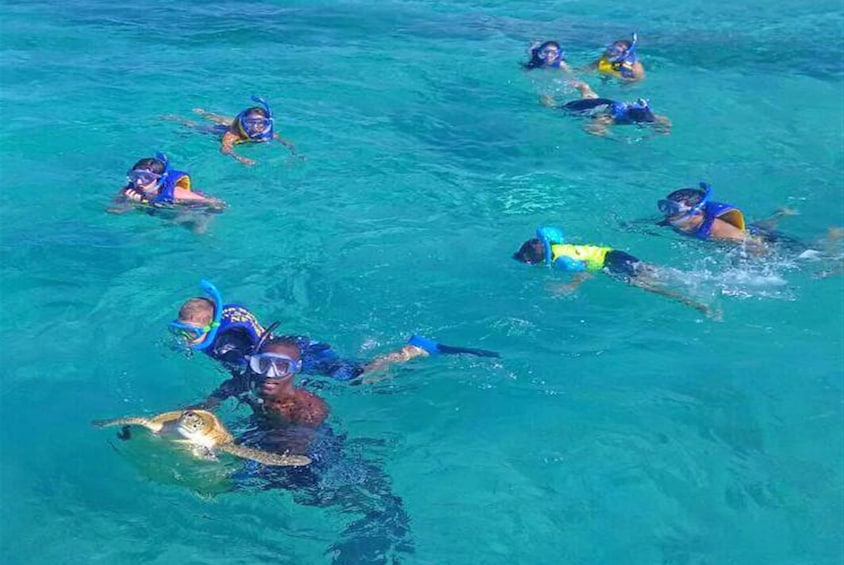 Swimming Turtles and Exotic Fish Snorkeling Tour