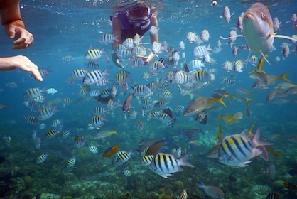 Swimming Turtles and Exotic Fish Snorkelling Tour