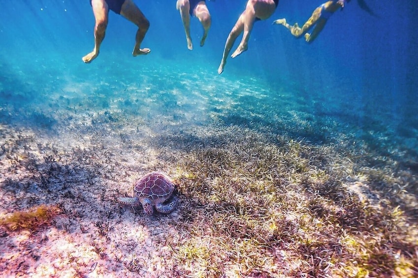 Swimming Turtles and Exotic Fish Snorkeling Tour