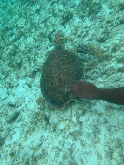 Swimming Turtles and Exotic Fish Snorkeling Tour