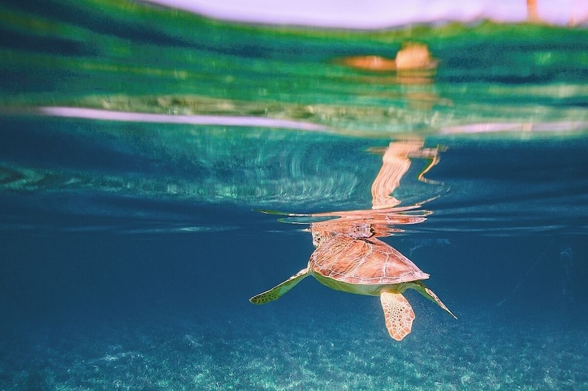 Swimming Turtles and Exotic Fish Snorkeling Tour