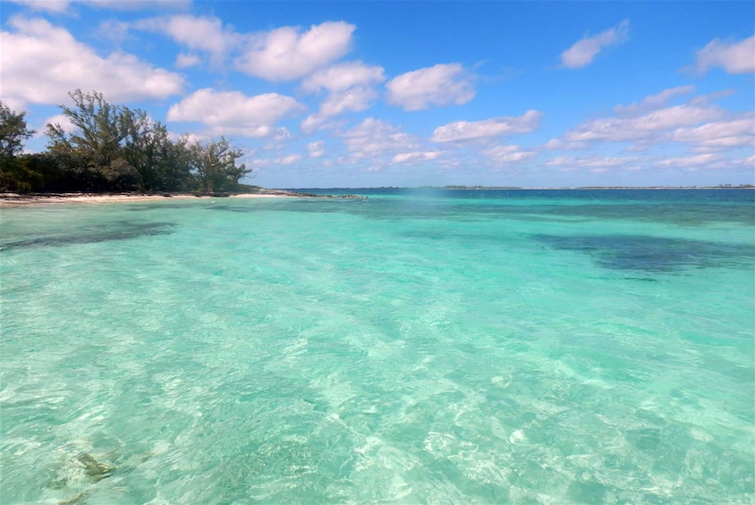 Swimming Turtles and Exotic Fish Snorkeling Tour