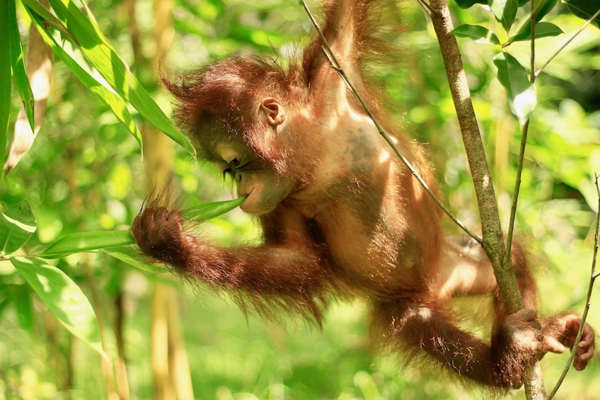 Show item 3 of 9. Lombok Wildlife Park Admission Ticket