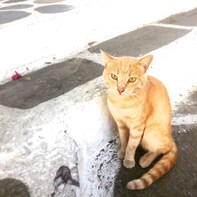 Walking photo tour Lefkes traditional Greek village, Paros
