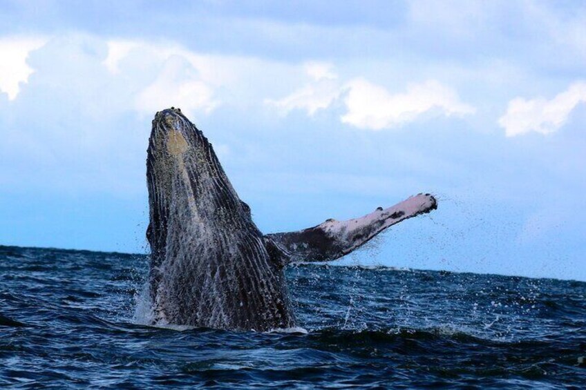 Bahía Málaga - Humpback whale sighting in Colombia.