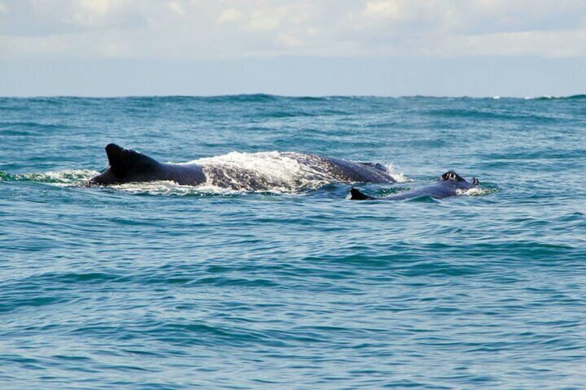 2 days 1 night | Bahía Málaga: Humpback Whale Watching