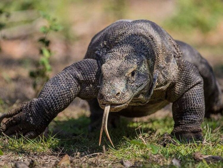 2 Days Private Liveaboard Komodo Tour with Flight from Bali