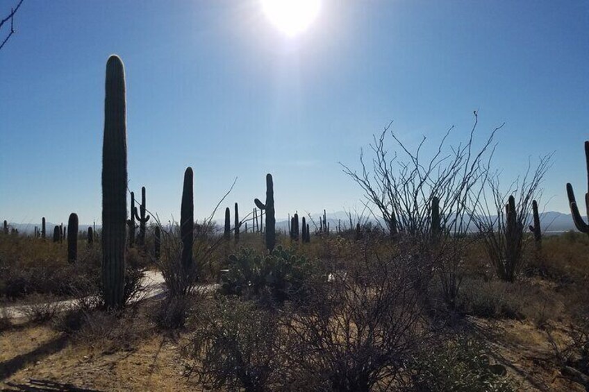 Saguaro N.P.