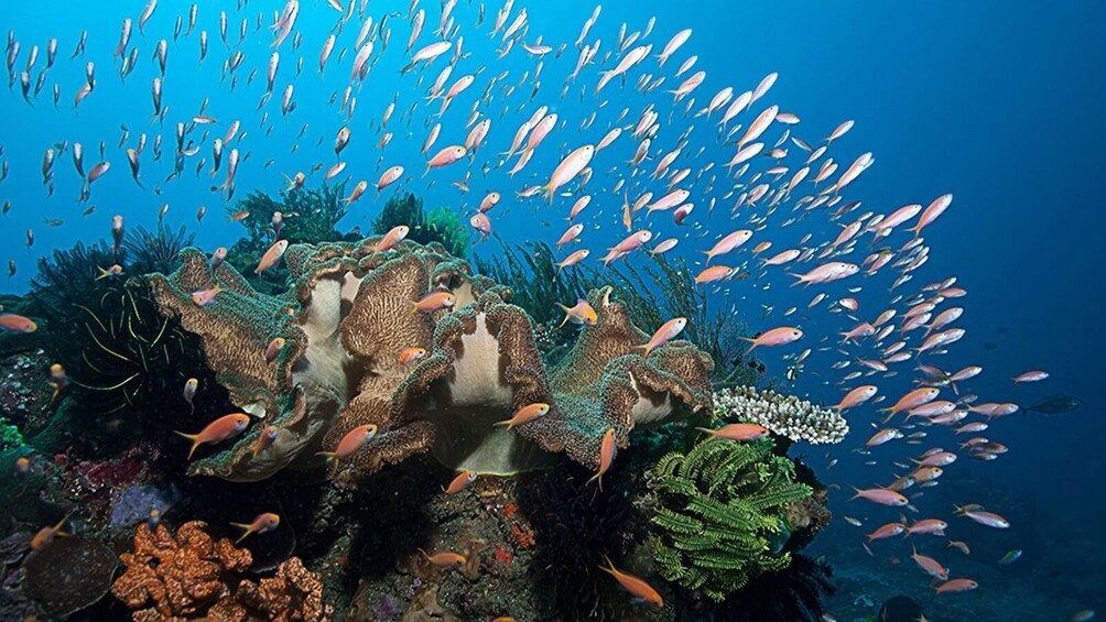 Bali Dive Experience in Padangbai