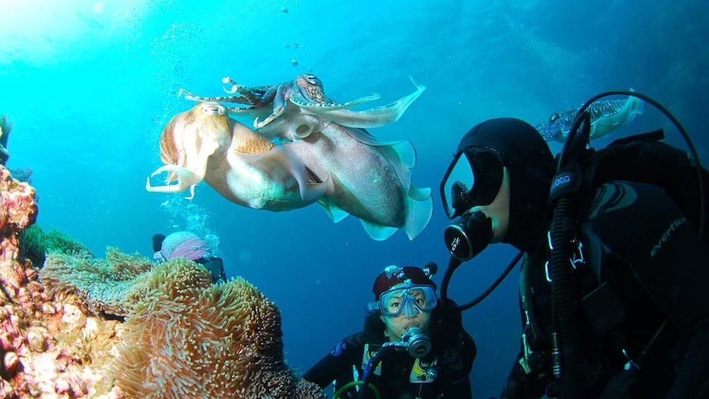 Bali Dive Experience in Padangbai