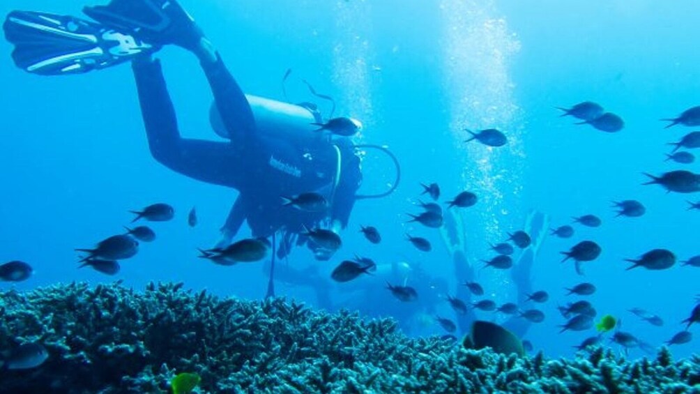 Bali Dive Experience in Padangbai