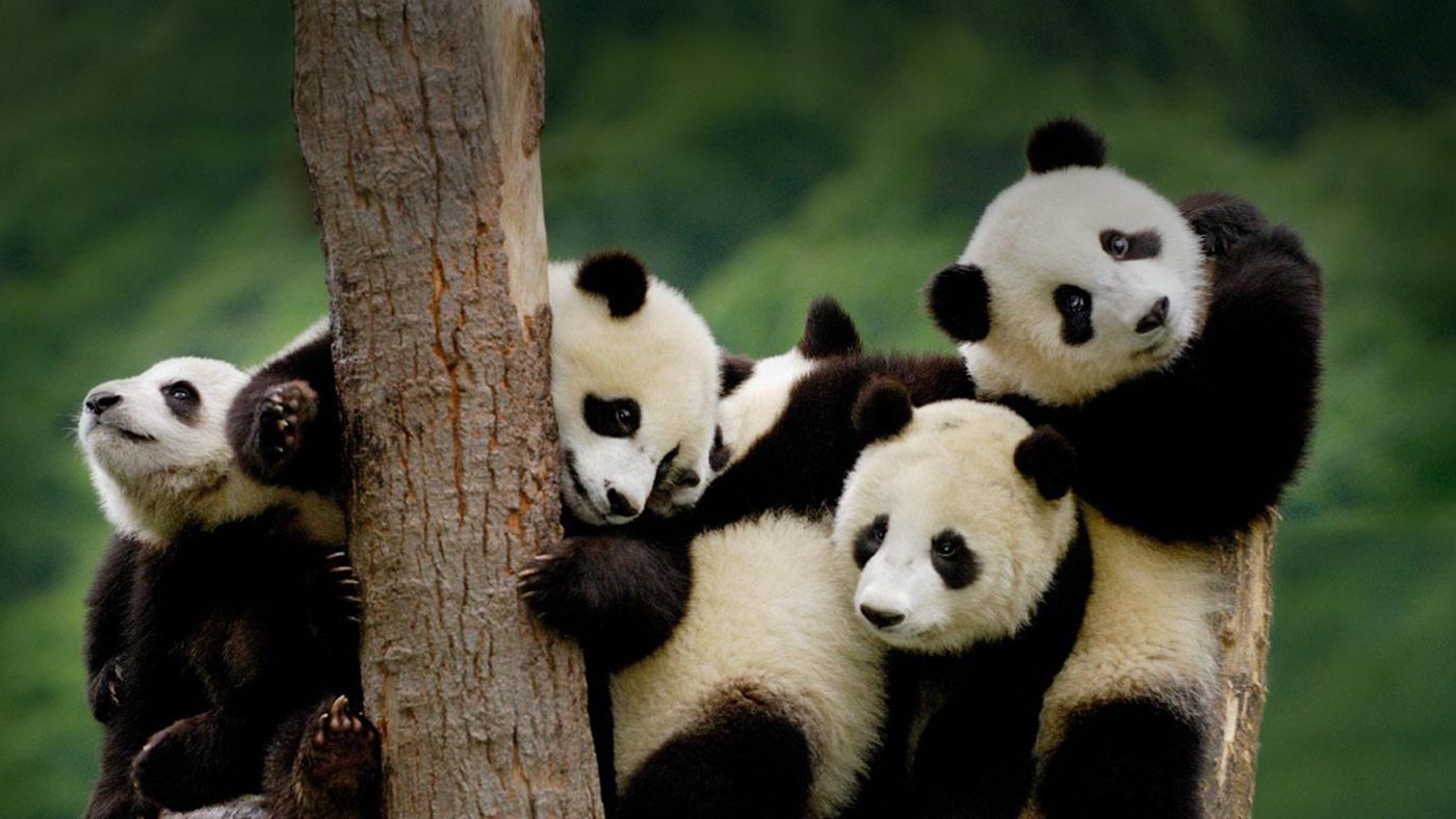 Dujiangyan Panda Rescue Center Volunteer A Day from Chengdu