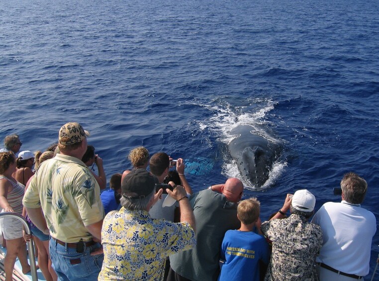 Mid-Morning Guaranteed Whale Watch Cruise