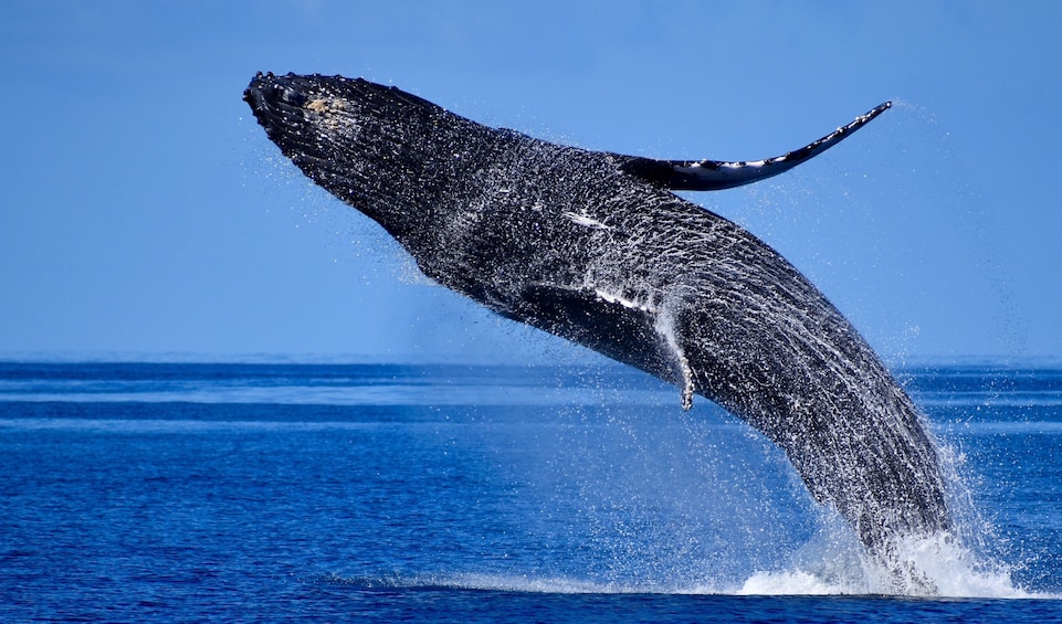 Mid-Morning Guaranteed Whale Watch Cruise