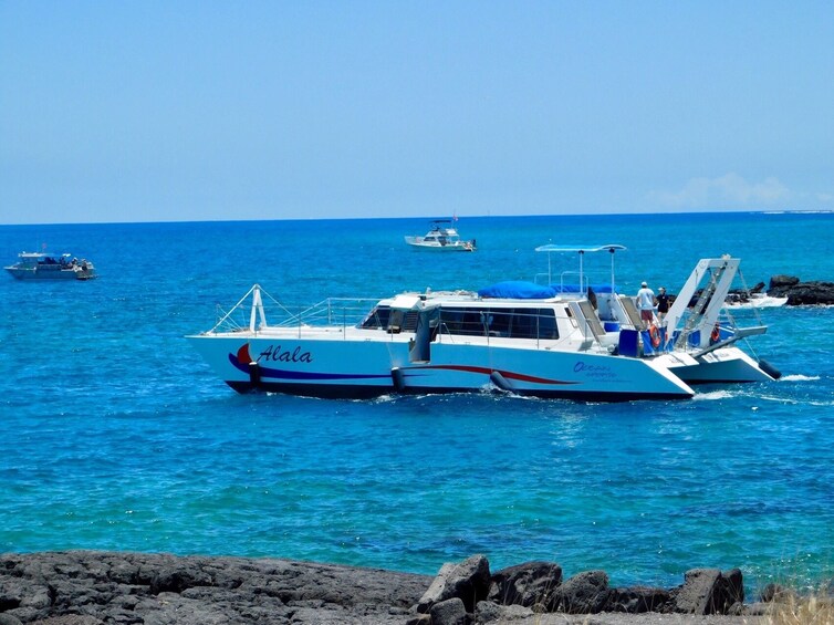 Mid-Morning Guaranteed Whale Watch Cruise