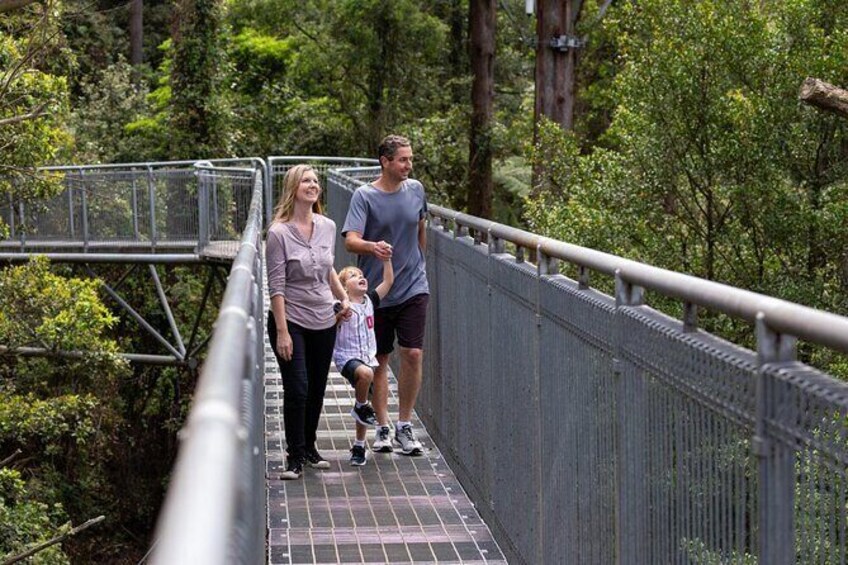 Illawarra Fly Treetop Adventures Treetop Walk Admission Ticket