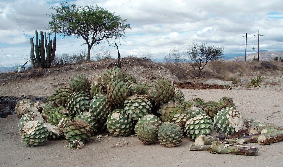 Overnight 2-Day Experience in Beautiful Oaxaca