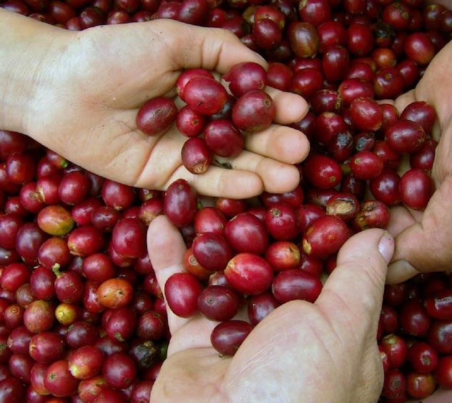 Local Coffee Tasting & Cultural Experience