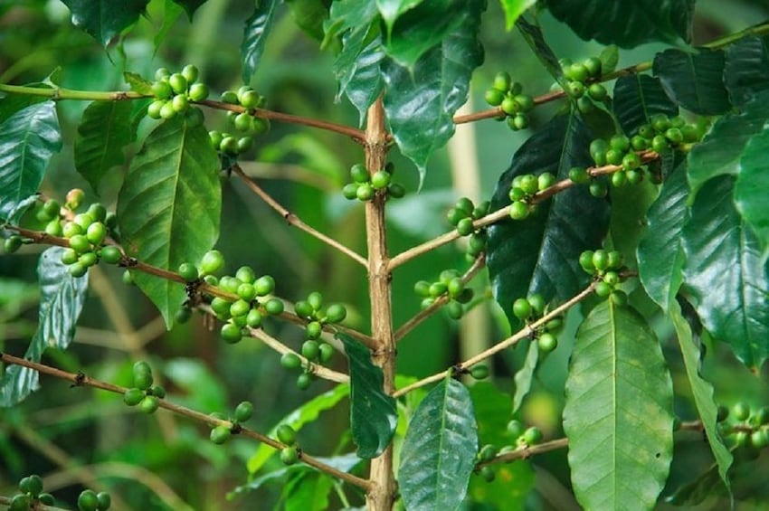 Local Coffee Tasting & Cultural Experience