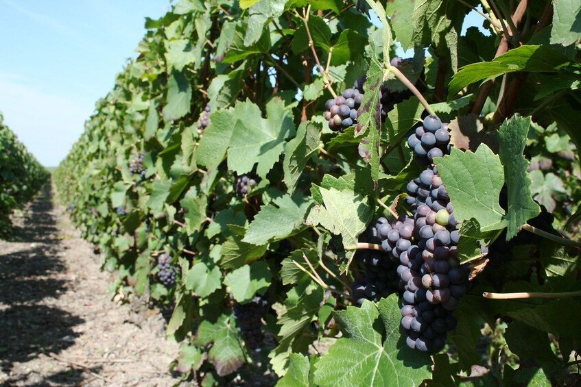 Day Trip From Paris to The Champagne Region & Reims