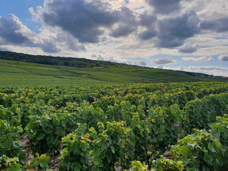 Day Trip From Paris to The Champagne Region & Reims