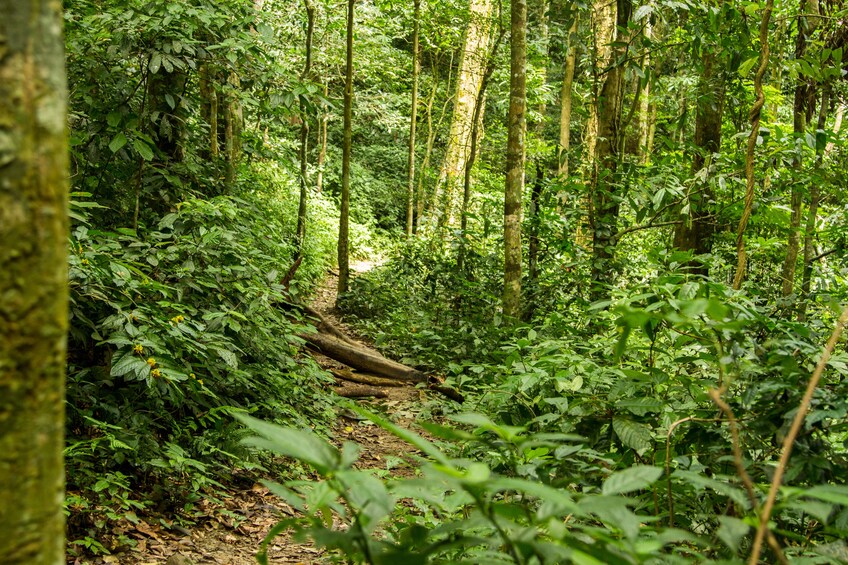 Cuc Phuong National Park from Ha Noi
