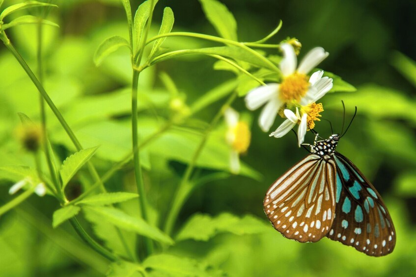 Full-day Cuc Phuong National Park Tour from Ha Noi