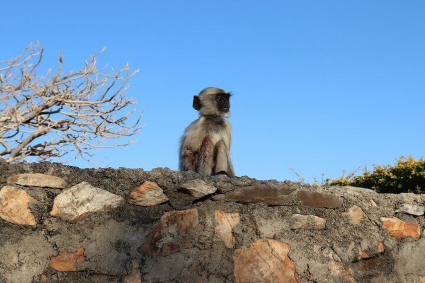 Private Udaipur sightseeing Tour by Car - All Inclusive