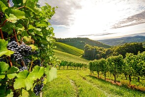 2-Day 'Old World Wine Tour Odyssey'