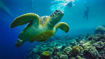 Pescador Island Snorkelling Tour