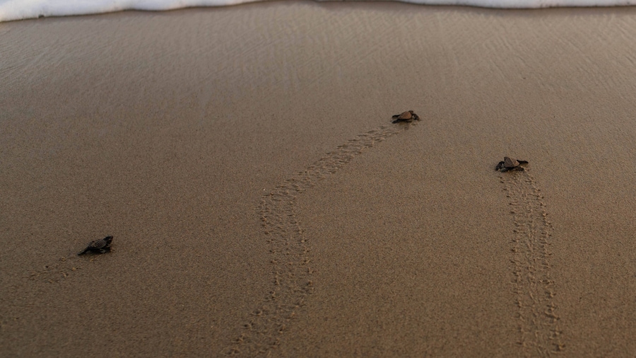 Unique Turtle Sanctuary & Sunset Experience