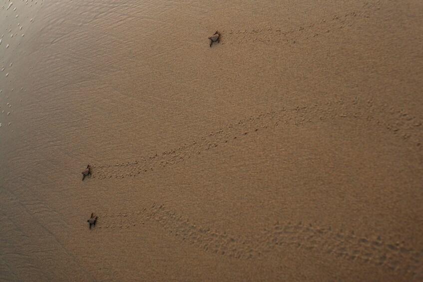 Unique Turtle Sanctuary & Sunset Experience