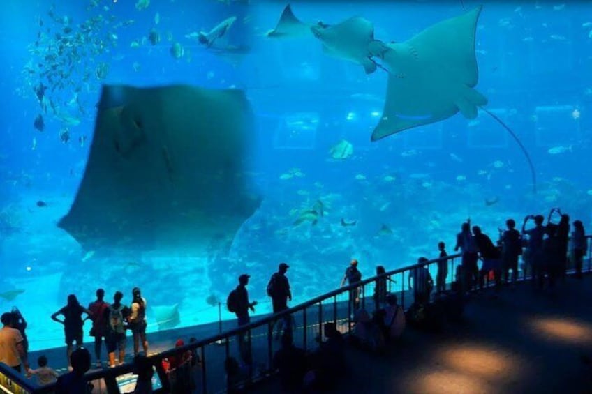 The gigantic Manta Ray